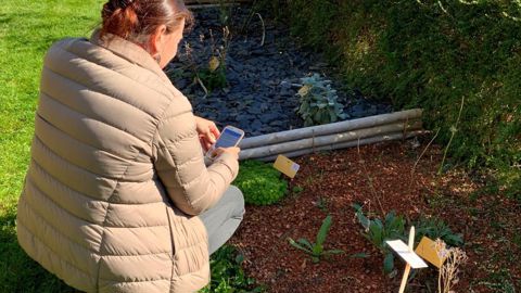 À l’école du Breuil, un système de QR code à flasher, lié à une base de données, permet de retrouver les plantes sur place (plantes géolocalisées) et d’accéder à des fiches renseignées. ©O .Maillard